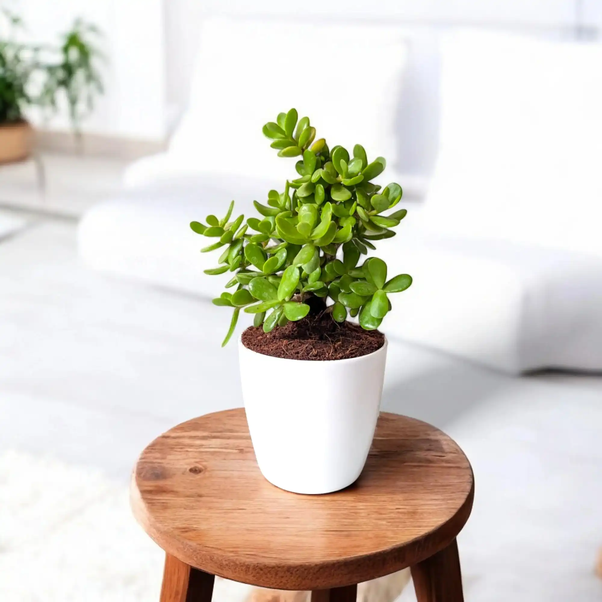 Jade Plant